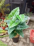 Better Homes & Gardens Artificial Flower with Pot - 1