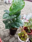 Better Homes & Gardens Artificial Flower with Pot - 2