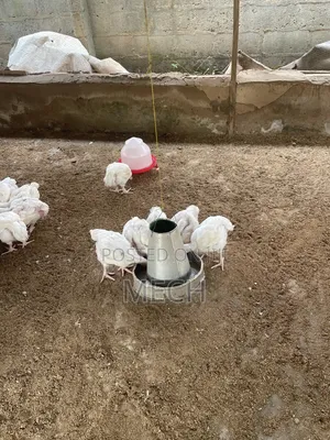 4 Weeks 5 Days Old Broilers - 60 Birds