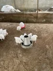 4 Weeks 5 Days Old Broilers - 60 Birds - 1