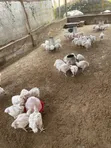 4 Weeks 5 Days Old Broilers - 60 Birds - 2