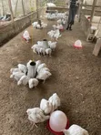 4 Weeks 5 Days Old Broilers - 60 Birds - 3