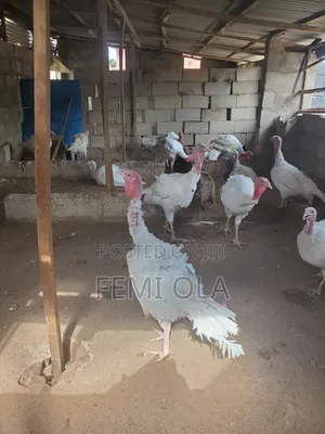 Imported Turkeys for Sale - 9 Months Old