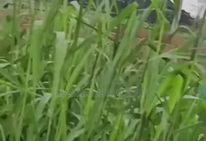 Filin Kasuwa Mai Kyau a Uyo - Sayarwa Mai Sauri