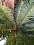 Artificial Palm Tree Flower and Vase Set - 3
