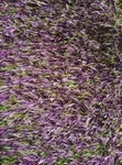 Artificial Grass - Sabon Samfuri, Girma & Launuka Daban-daban - 2