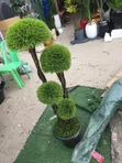 Saitin Furen Artificial & Gilashin Fure - Sabo - 3