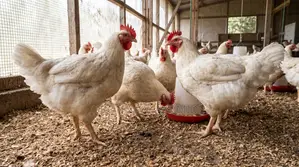 Giant Heavyweight Broilers - Kayan Gona na Wata 4