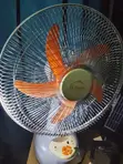 12" Fan Mai Cajin Rana - 2