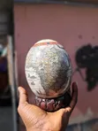 African Ostrich Egg - Decorative - 5