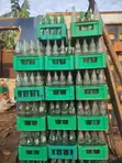 Katinan 7up, Pepsi, Coca-Cola, Malt da Gilashin Fanko - 1