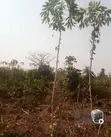 Virgin Land for Sale in Ayegun, Oluyole - 3