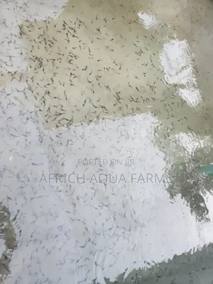 Sashin Kifi na Clarias da Yara don Siyarwa