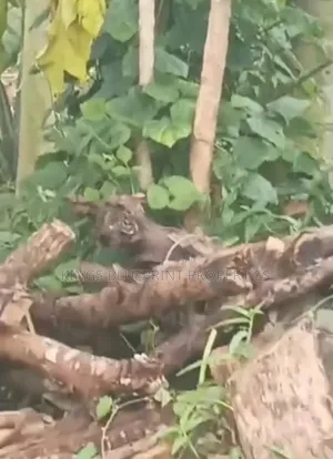 Filin Kasa 100x100 Mai Kauri Mai Kyau a Osubi, Jihar Delta