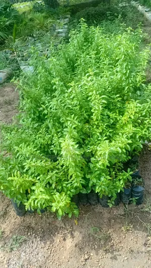 West Indies Plants for Hedges