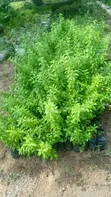 West Indies Plants for Hedges - 1