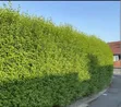 West Indies Plants for Hedges - 2