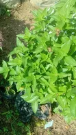 Curry Seedlings - 1