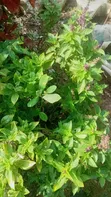 Curry Seedlings - 2