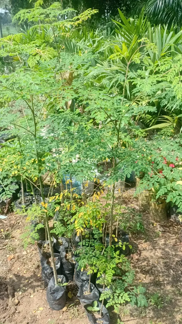 Moringa Seedlings - 1