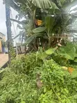 Kasa Mai Kyau (Dry Table Land) A Sayarwa - Port Harcourt - 1