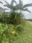 Kasa Mai Kyau (Dry Table Land) A Sayarwa - Port Harcourt - 2
