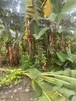 Kasa Mai Kyau (Dry Table Land) A Sayarwa - Port Harcourt - 5