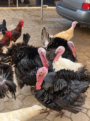 Kaji masu rai masu kyau don siyarwa a Ibadan