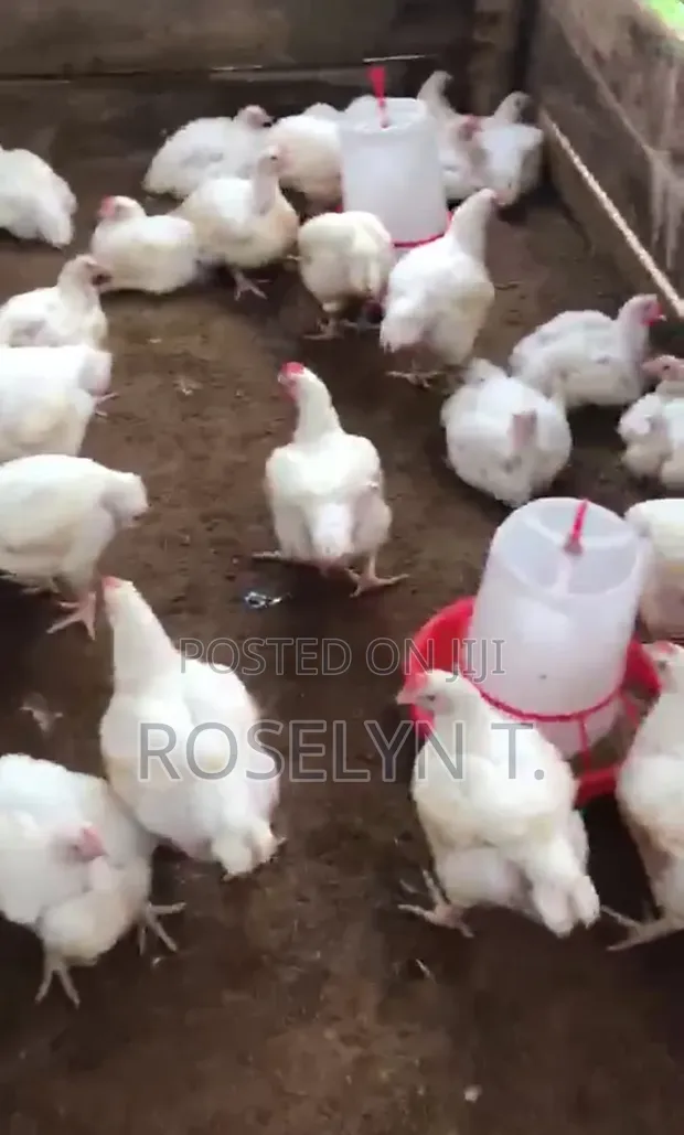 Broilers for Sale - 7 Weeks Old - 1