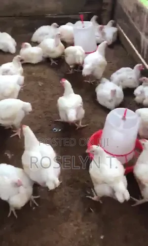Broilers Don Siyarwa - Muna Da Na Makonni 7