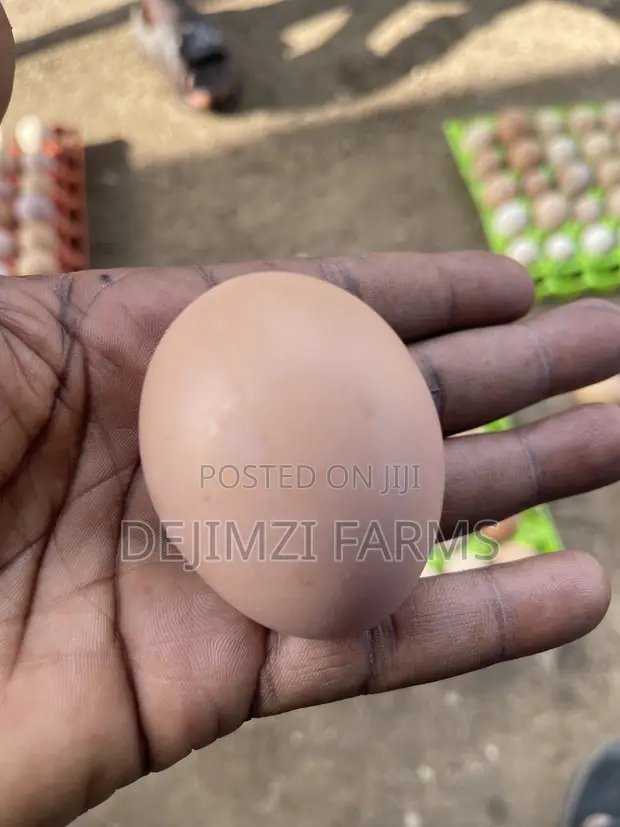 Fertilized Noiler Eggs - Amo - 1