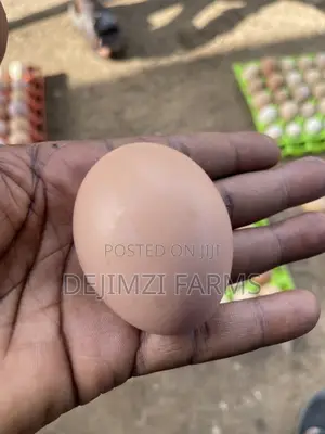 Fertilized Noiler Eggs - Amo
