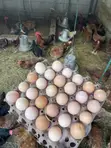 Fertilized Noiler Eggs - Amo - 2