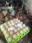 Fertilized Noiler Eggs - Amo - 3