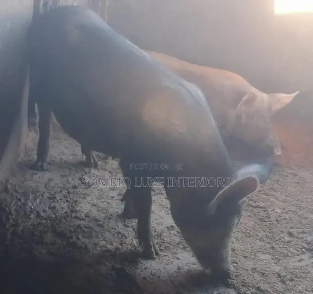 Aljannu masu Juna Biyu masu Inganci don Siyarwa - 1