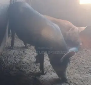 Aljannu masu Juna Biyu masu Inganci don Siyarwa