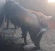 Aljannu masu Juna Biyu masu Inganci don Siyarwa - 1