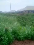 Filin 100ft x 100ft Mai Dama don Siyarwa, Auchi - 3