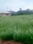 Filin 100ft x 100ft Mai Dama don Siyarwa, Auchi - 4