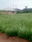 Filin 100ft x 100ft Mai Dama don Siyarwa, Auchi - 5