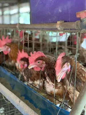 Mature Laying Hens - 1000 Available