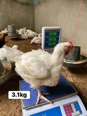 200 Live Broilers for Christmas - 3.5kg