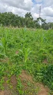 Filin Zama na 1000sqm don Siyarwa a Galadimawa - 1