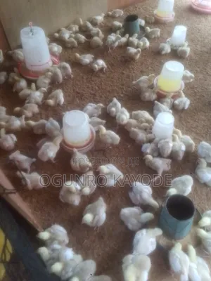 Broilers masu Makonni 3