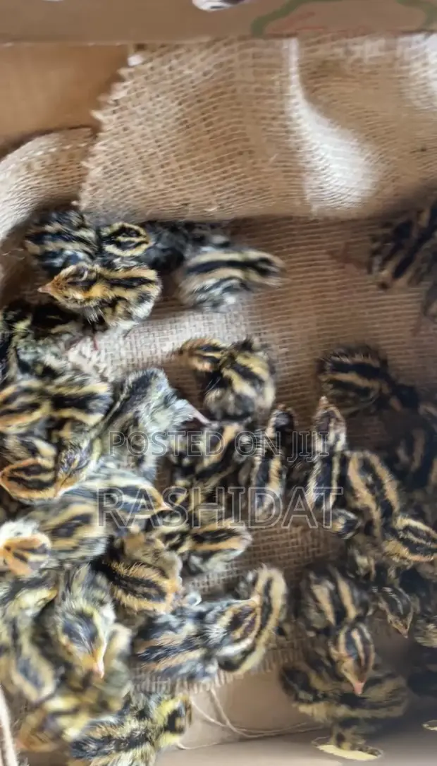 Day Old Quail Chicks - 1