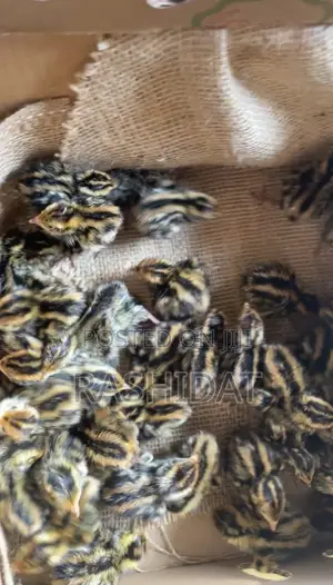 Day Old Quail Chicks