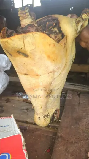 Kai da Wutsiya na Saniya (Matsakaici & Babba)