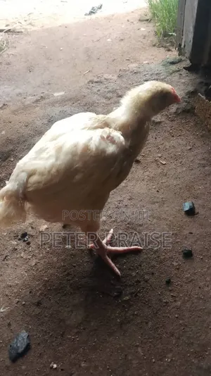 6-Week Old Broiler Chickens