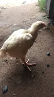 6-Week Old Broiler Chickens - 1