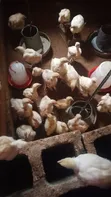 6-Week Old Broiler Chickens - 2